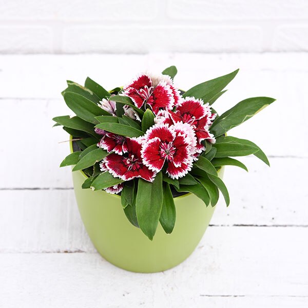 Dianthus (Pink White) - Plant ( Buy 1 Get 1 Free )